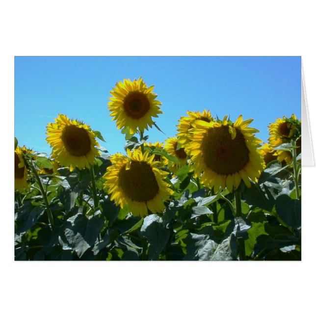 Sonnenblume — Karte (Vorderseite (Horizontal))