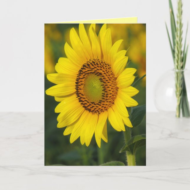 Sonnenblume Karte (Vorderseite)