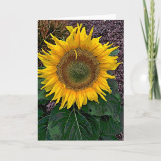 Sonnenblume Karte