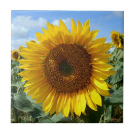 Sonnenblume-Keramik-Foto-Fliese Fliese
