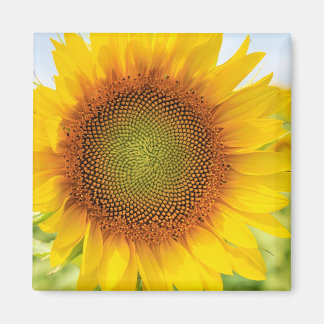 Sonnenblume Kühlschrank Magnet
