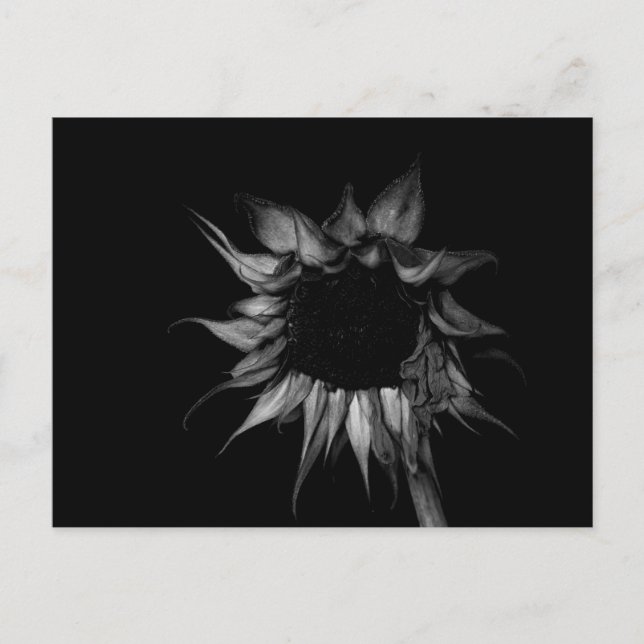 Sonnenblume - Kunstfotografie Postkarte (Vorderseite)