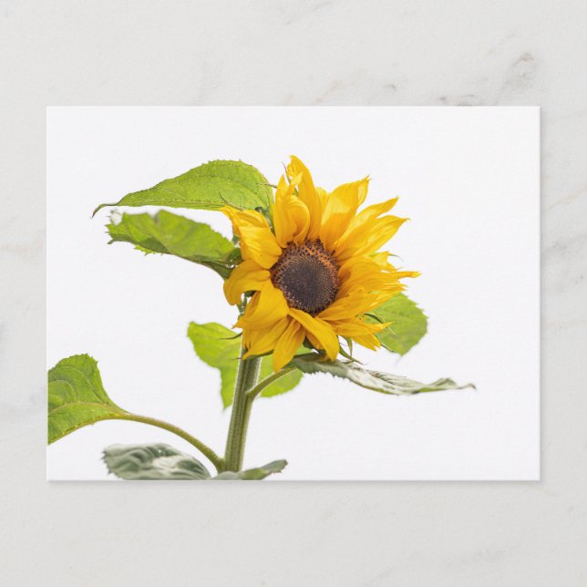 Sonnenblume küsst den Himmel Postkarte (Vorderseite)
