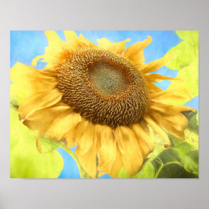 Sonnenblume Land Rustikales Gelbes Wasser Poster