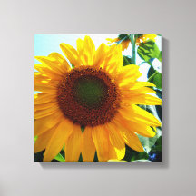Sonnenblume