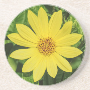 Sonnenblume 'Lemon Queen' Getränkeuntersetzer