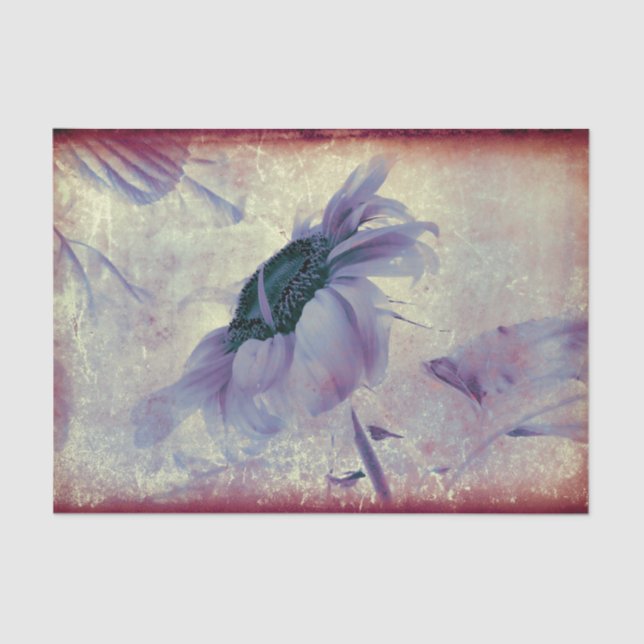 Sonnenblume Lila Sepia Vintage Antique Textur Seidenpapier (Vorderseite)