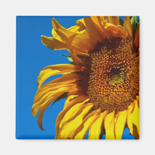 Sonnenblume - Magnet