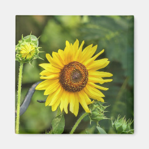 Sonnenblume Magnet