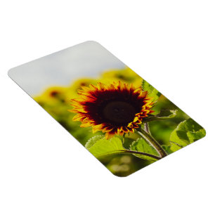 Sonnenblume Magnet