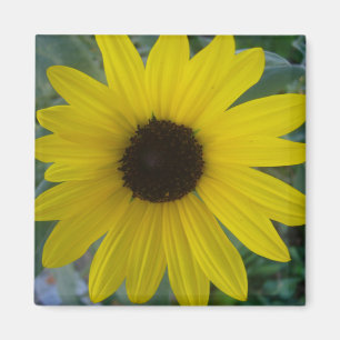Sonnenblume Magnet