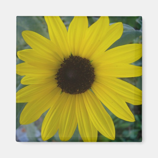 Sonnenblume Magnet (Vorne)
