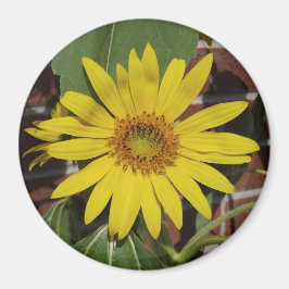 Sonnenblume Magnet