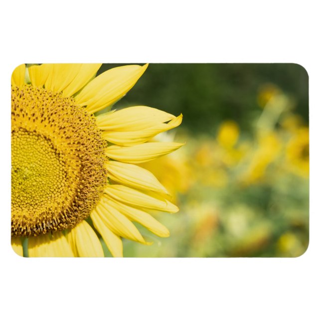 Sonnenblume Magnet (Horizontal)