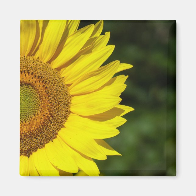Sonnenblume Magnet (Vorne)