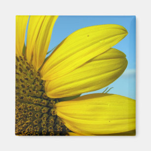 Sonnenblume Magnet