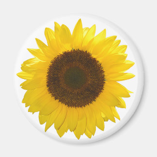 Sonnenblume Magnet