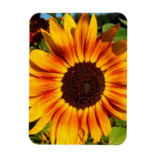 Sonnenblume Magnet