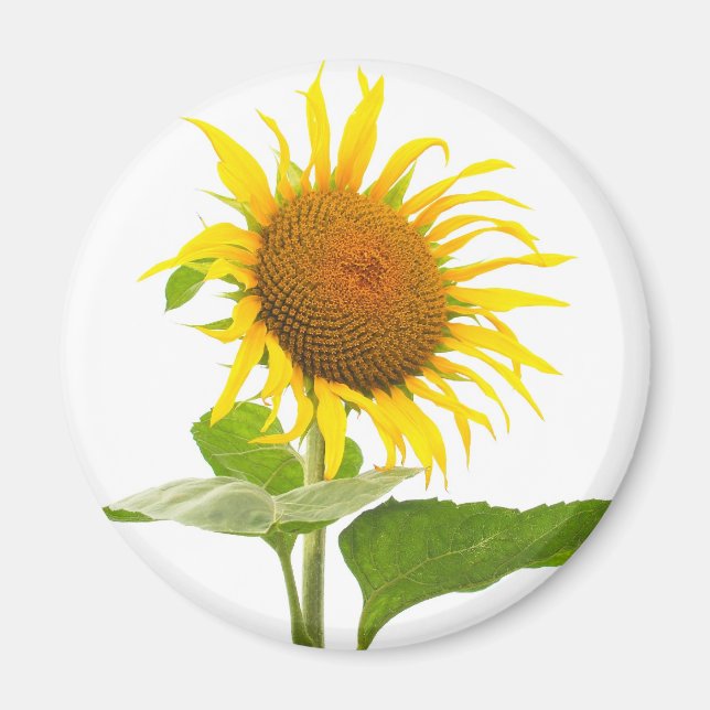 Sonnenblume Magnet (Vorne)