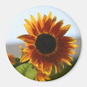 Sonnenblume Magnet