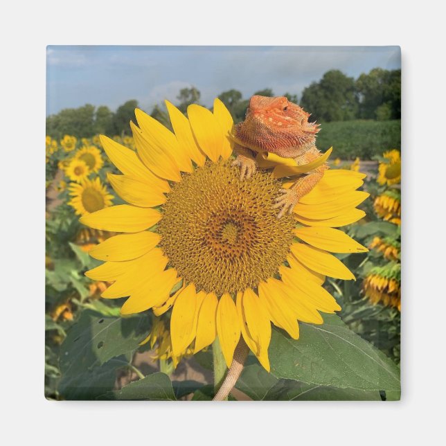 Sonnenblume Magnet (Vorne)