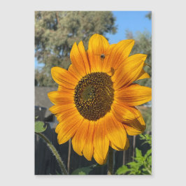 Sonnenblume Magnetkarte