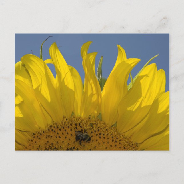Sonnenblume mit Bee Postcard Postkarte (Vorderseite)