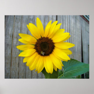 Sonnenblume mit Biene Poster