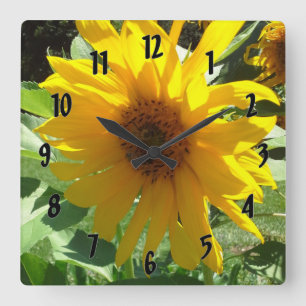 Sonnenblume mit Bienen Quadratische Wanduhr