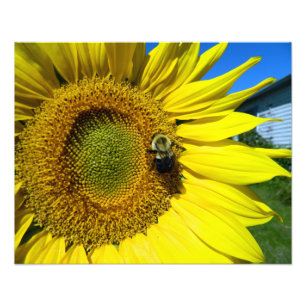 Sonnenblume mit Hummel Fotodruck