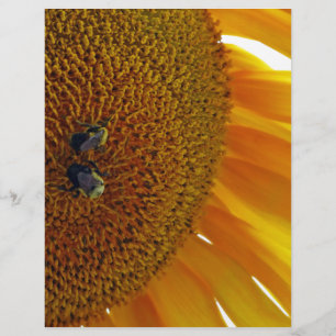 Sonnenblume mit Hummeln