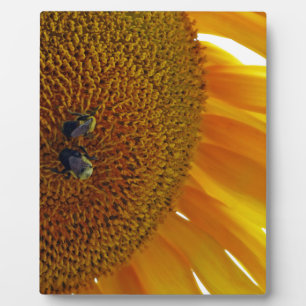 Sonnenblume mit Hummeln Fotoplatte