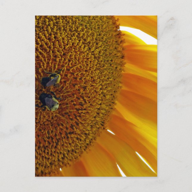 Sonnenblume mit Hummeln Postkarte (Vorderseite)