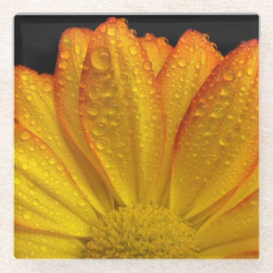Sonnenblume mit Taubentropfen Glasuntersetzer