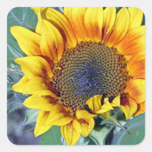 Sonnenblume mit Wassertröpfchen Quadratischer Aufkleber