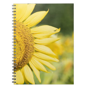 Sonnenblume Notizblock