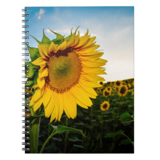 Sonnenblume Notizblock