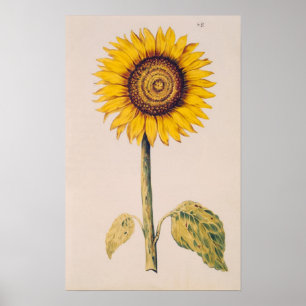 Sonnenblume oder Helianthus Poster
