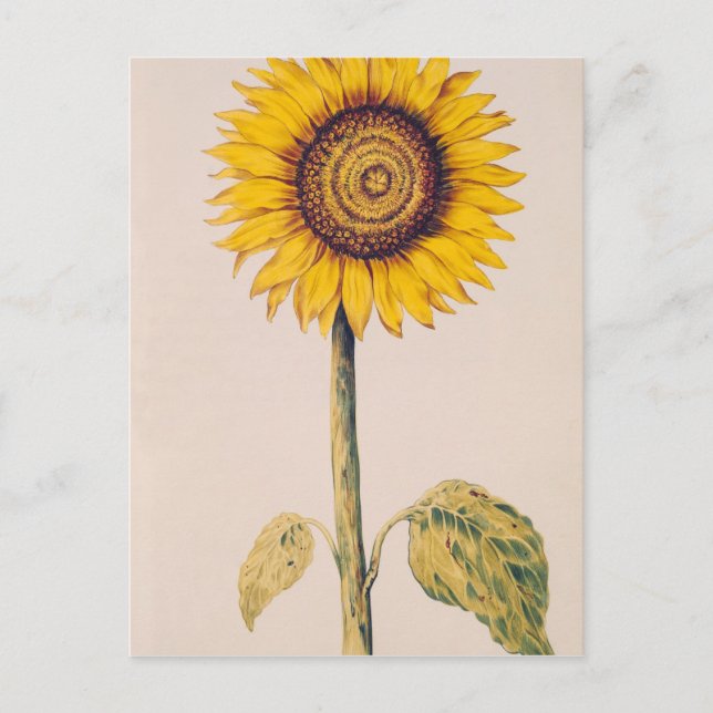 Sonnenblume oder Helianthus Postkarte (Vorderseite)