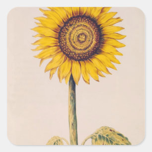 Sonnenblume oder Helianthus Quadratischer Aufkleber