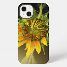 Sonnenblume öffnet sich in voller Blüte
