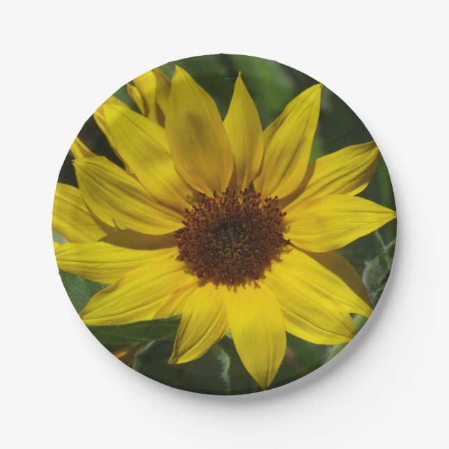 Sonnenblume-Pappteller Pappteller (Vorderseite)