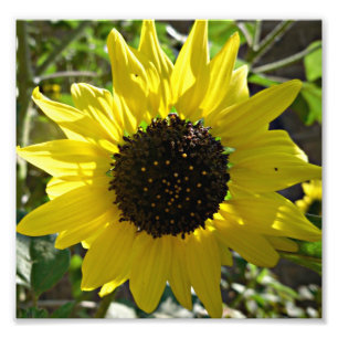 Sonnenblume-Pflanze Helianthus Annuus Fotodruck