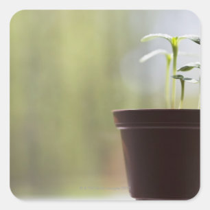 Sonnenblume-Pflanzen, die im Topf keimen Quadratischer Aufkleber