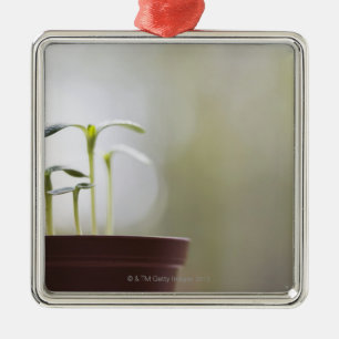 Sonnenblume-Pflanzen, die in Topf 2 keimen Silbernes Ornament