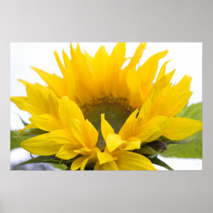 Sonnenblume Poster