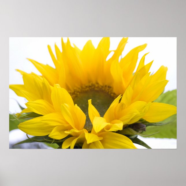 Sonnenblume Poster (Vorne)