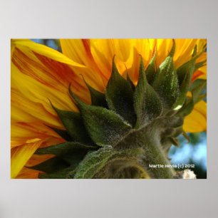 Sonnenblume Poster