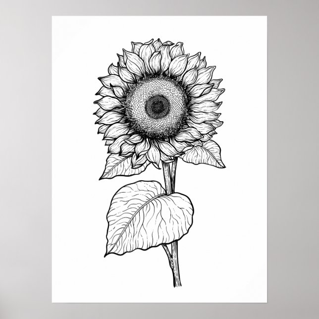 Sonnenblume Poster (Vorne)
