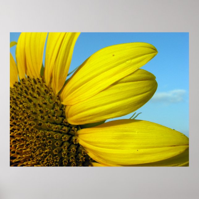 Sonnenblume Poster (Vorne)